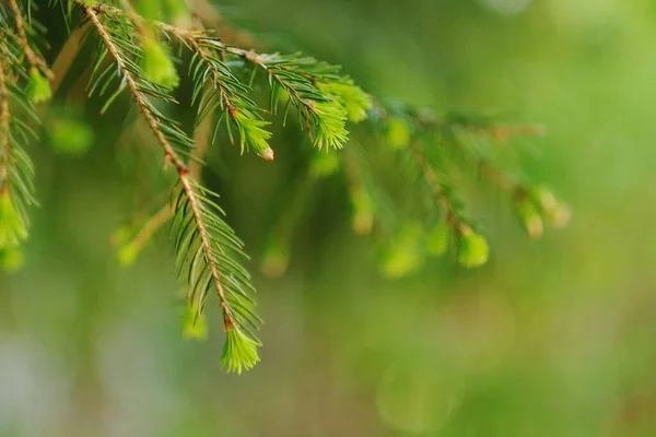 Plan macro d'une jeune branche de sapin vert clair, gros plan . — Photo