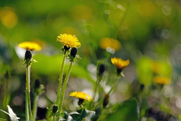 Yellow spring growing dandelions macro shot on a blur background — Stock Photo, Image