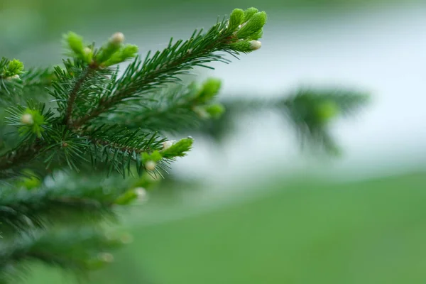 Plan macro d'une jeune branche de sapin vert clair printanière, gros plan . — Photo