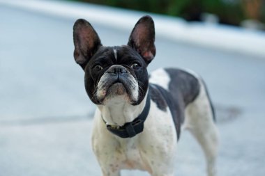 Fransız Bulldog kameraya bakıyor Komik sokak portresi