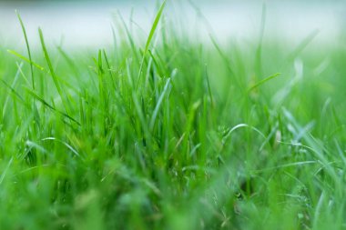 Yeşil çim makrosu bulanık arkaplan ile kapanıyor. Doğa güzel bir arka plan