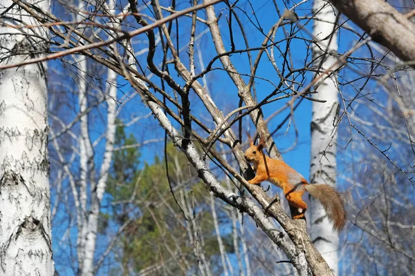 A young squirrel jumps on the branches of a birch tree.