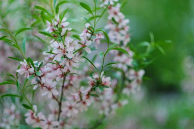 Yeşil bulanık arka planda pembe erik çiçeği. Doğa güzel bulanık arkaplan