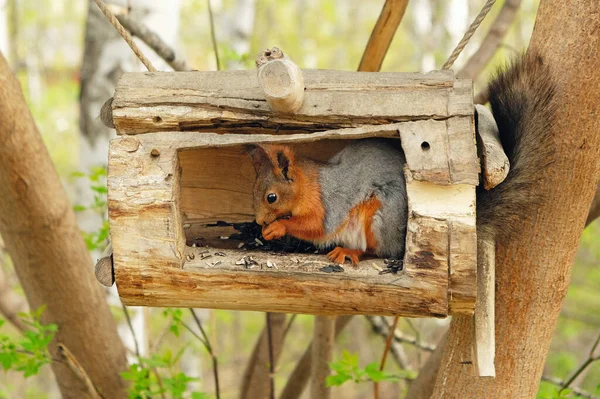 Un jeune écureuil printanier affamé dans la mangeoire mangeant des graines — Photo