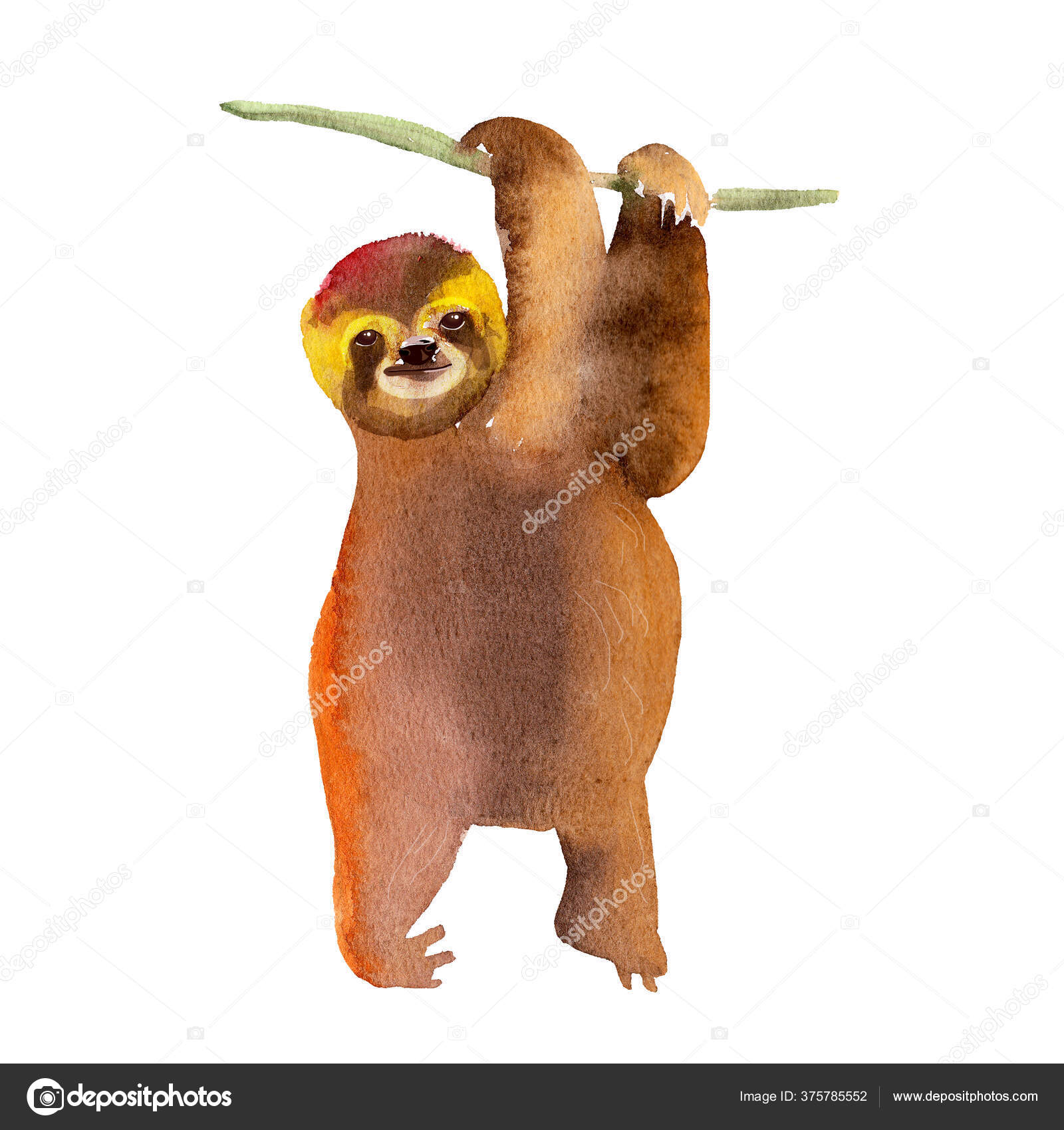 Ленивец Смешное Фото