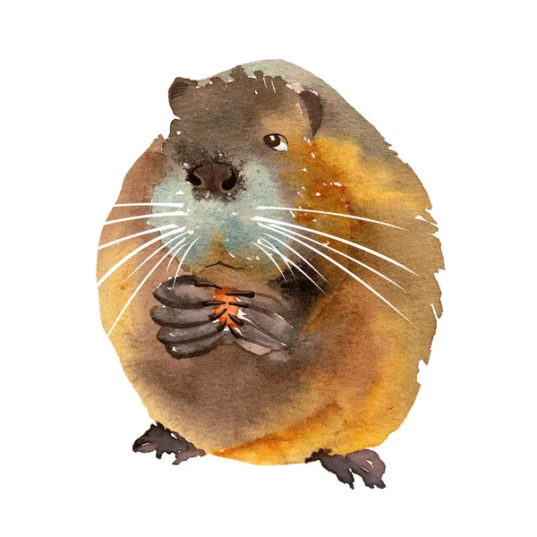 Mignon Drôle Marron Rat Musqué Grignote Nourriture Illustration Aquarelle Isolée — Photo