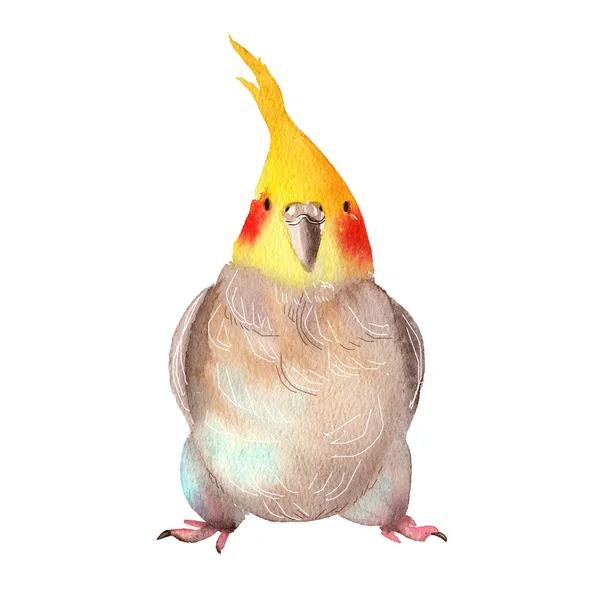 Lustiger Fetter Papagei Mit Büschel Aquarell Illustration Charakter Isoliert Auf — Stockfoto