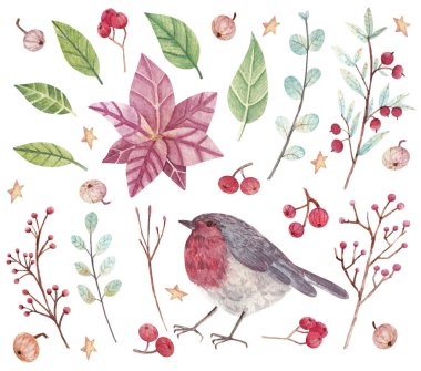 Robin, Poinsettia, yapraklar, dallar ve böğürtlenlerle el yapımı suluboya Noel seti. Çıkartmalar, arkaplan, dekorasyon, kart tasarımı ve diğer amaçlar için suluboya unsurları kümesi.