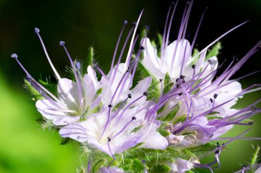 Pembe mavi tansi çiçeğin Macro yakın çekimi