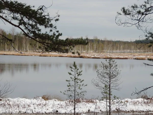 Pohádkové Jezero Zimním Borovicovém Lese — Stock fotografie