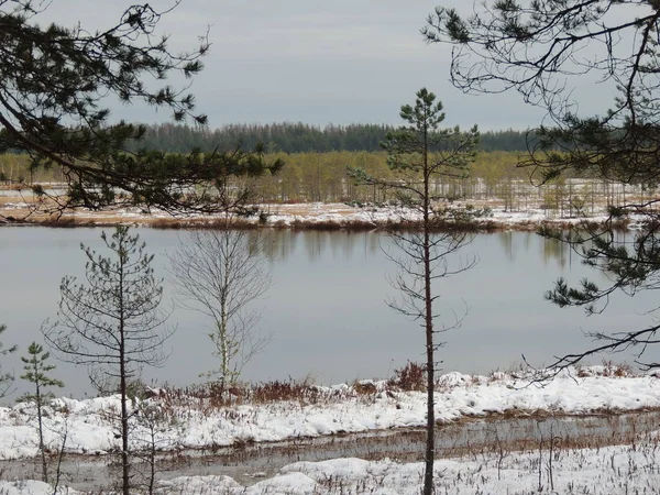 Sprookjesachtig Meer Een Winter Dennenbos — Stockfoto