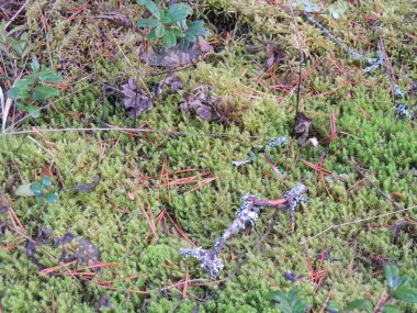 Yosun, erik, kozalak, iğneler çam ağaçlarının altındaki kuzey ormanını kaplıyor..