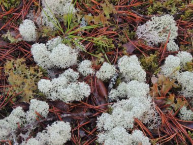 Yosun, erik, kozalak, iğneler çam ağaçlarının altındaki kuzey ormanını kaplıyor..