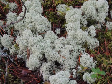 Yosun, erik, kozalak, iğneler çam ağaçlarının altındaki kuzey ormanını kaplıyor..