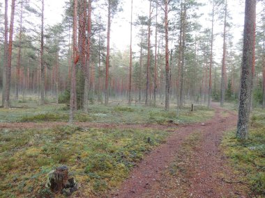 Sonbaharın sonlarında sisli bir sabahta çam ormanı.