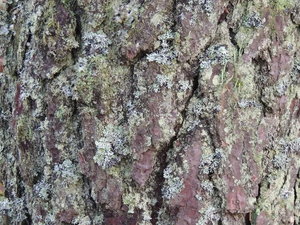 Кора Старого Соснового Дерева Покритого Мохом — стокове фото