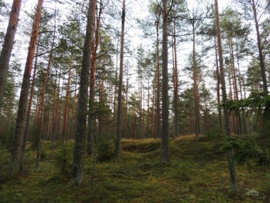 Sonbaharın sonlarında çam ormanı öğleden sonra.