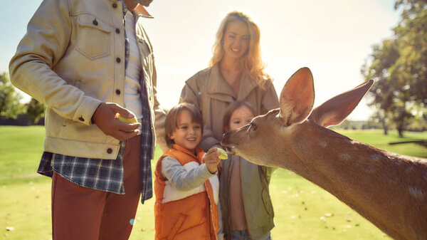 Выходные с природой. Счастливая семья смотрит и кормит молодых оленей едой, проводя время вместе в зоопарке
