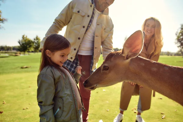 Explorer le monde. Fille mignonne regarder et nourrir les jeunes cerfs dappled avec de la nourriture tout en passant beaucoup de temps avec sa famille dans le zoo — Photo