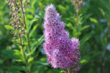 Spiraea beautiful shrub with pink panicles closeup on a green background.        