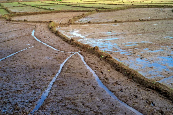 Campos con cultivos de arroz en Sri Lanka — Foto de Stock