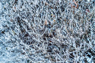 Ihlamur ağacı dalları üzerinde detay Don Close-up