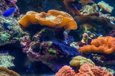 Renkli mercan parçası