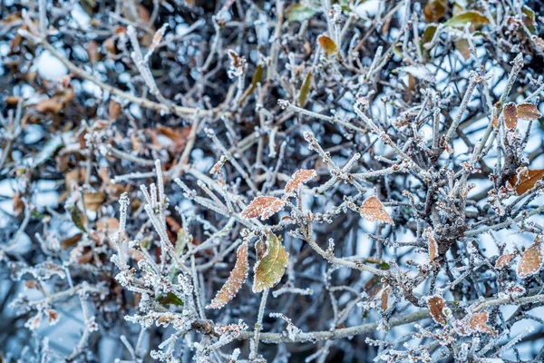 Close-up of hoar frost on linden tree branches — Stock Photo, Image
