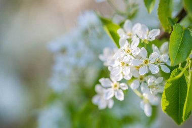 Bahar çiçeği doğal görünümü