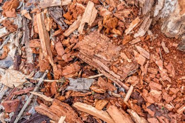 Çürümüş ağaç güdük arka plan