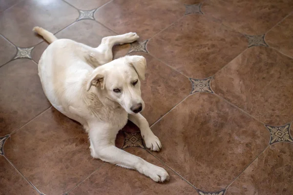 Labrador geri almak yere yatıyor — Stok fotoğraf