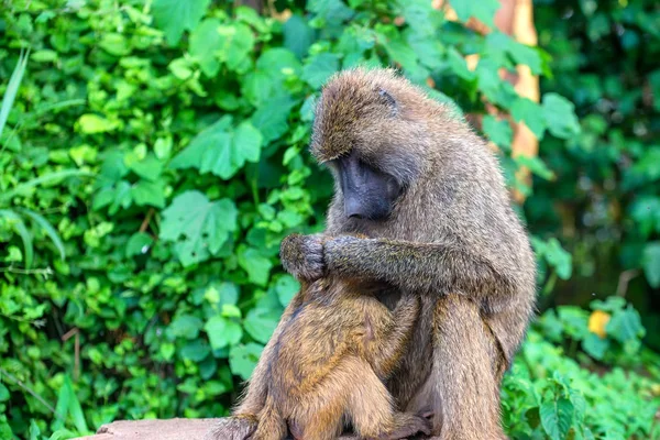 Самка оливкового бабуина во время грудного вскармливания — стоковое фото