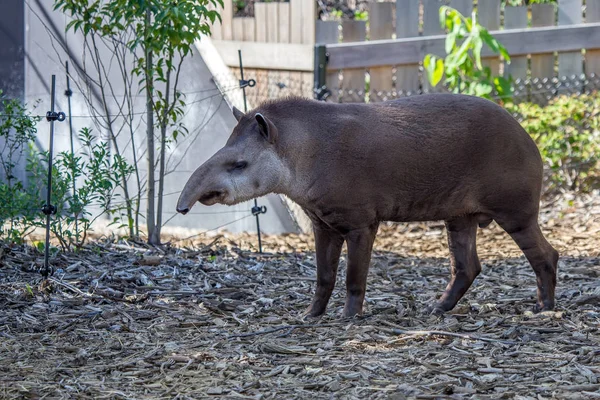 Güney Amerika tapiri veya Tapirus terrestris — Stok fotoğraf