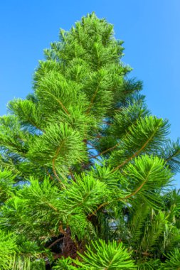 Araucaria Close-Up