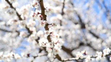 Mavi zemin üzerine çiçek açan kayısı