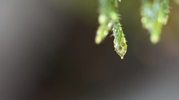 Close-up of beautiful moss — Stock Video