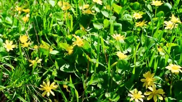 春季盛开的黄色的花报春花 — 图库视频影像
