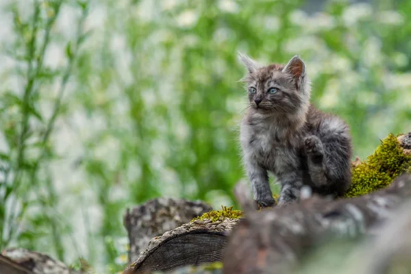 Miserable stray kitten — Stock Photo, Image