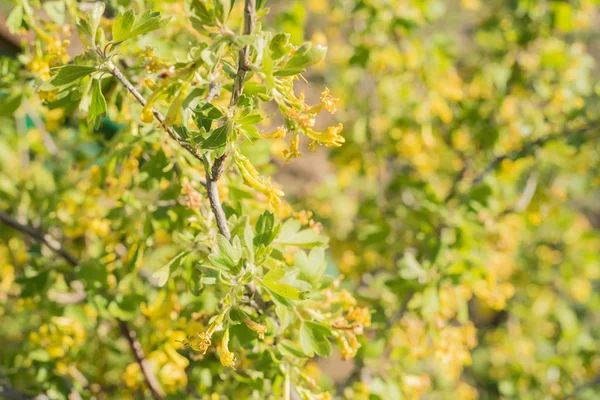 Groselha-preta ou flores de Ribes nigrum — Fotografia de Stock