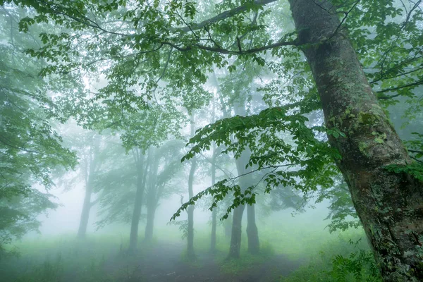 Floresta nebulosa fantasia — Fotografia de Stock