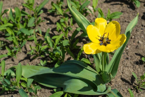 Mooie gele tulp — Stockfoto