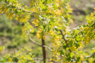 Blackcurrant veya Ribes nigrum çiçekleri