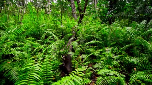 Vue panoramique de la jungle avec fougères 