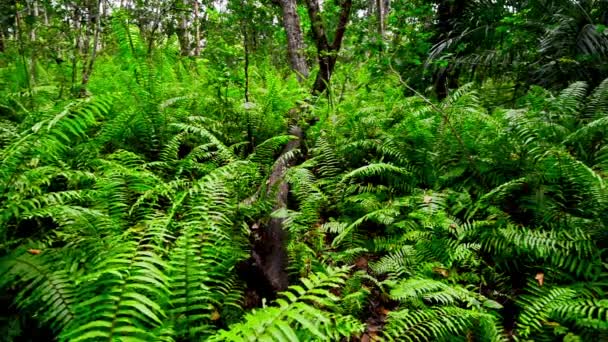 Сценический вид джунглей с папоротниками — стоковое видео
