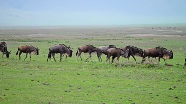Gnuer i Ngorongorokratern — Stockvideo