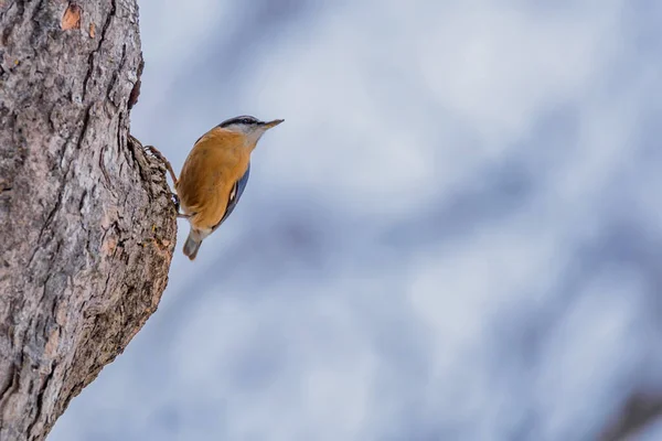 Bayağı sıvacı kuşu veya Sitta europaea — Stok fotoğraf