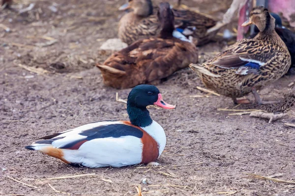 Common shelduck or Tadorna — Stock Photo, Image