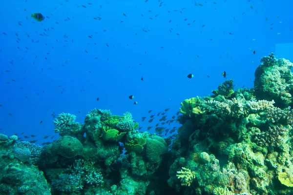 Фрагмент разноцветного кораллового рифа — стоковое фото