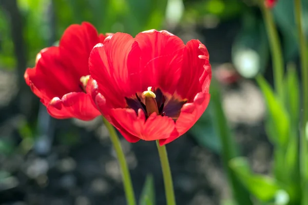 Пара красивых красных тюльпанов — стоковое фото