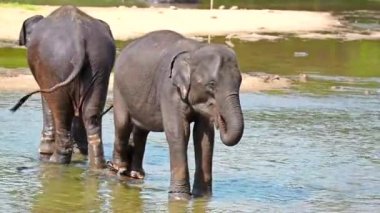 Nehirde Yüzme fil calfs